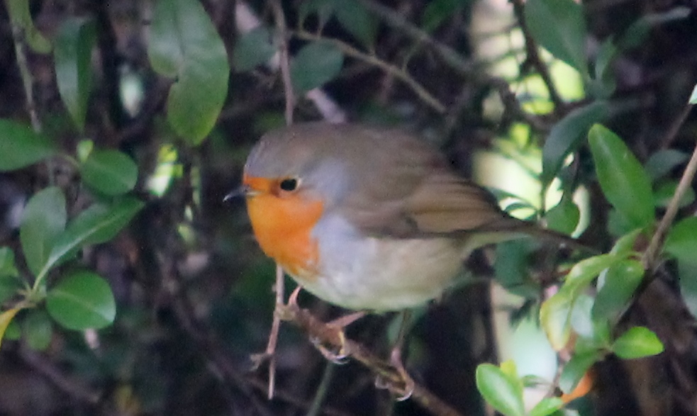Robin - our garden